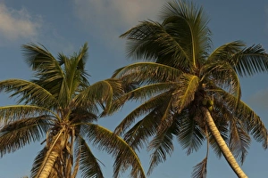 Coconut Palms on Shoreline, Punta Gruesa, Mahahual Penninsula, South Yucatan Peninsula