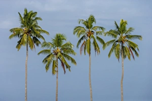Coconut Prints: Coconut trees in Backwaters, Kerala, India