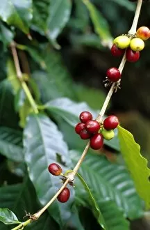 Coffee beans on the plant on the island of Kauai, Hawaii