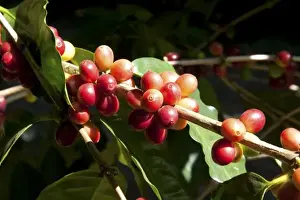 Coffee berries grow on a coffea arabica plantation in San Rafael de Heredia, Costa Rica