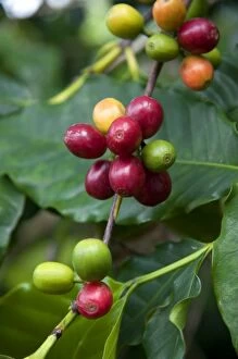Coffee berries grow on a coffee plant on the Big Island of Hawaii