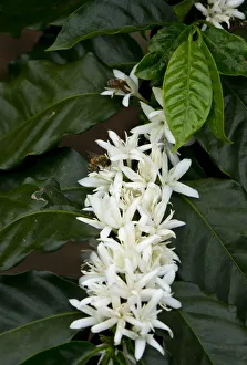 Coffee Prints: Coffee plant in bloom with bumblebee