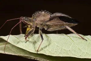 Cog-wheel Assasin Bug (Arilus carinatus) Mindo Cloud Forest West slope of Andes