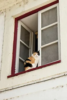 Looking At Camera Prints: Coimbra, Portugal. Cat keeps an eye on the neighborhood