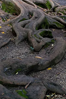 Coimbra Prints: Coimbra, Portugal. Quinta das Lagrimas. Close-up of roots