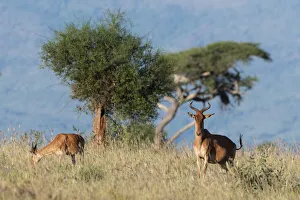 Animal Prints: Cokes hartebeest (Alcelaphus buselaphus cokii) with its calf, Lualenyi, Tsavo, Kenya