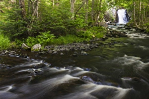 Northern Forest Prints: Cold Stream Falls in Maines Northern Forest