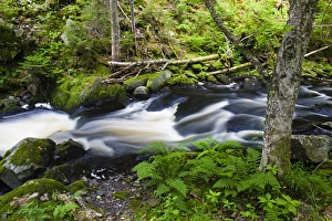Northern Forest Prints: Cold Stream in Maines Northern Forest. Cold Stream Gorge. Johnson Mountain Township