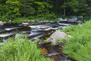 Northern Forest Prints: Cold Stream in Maines Northern Forest. West Forks