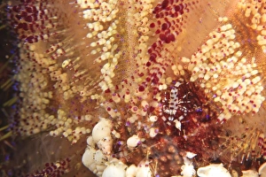 Se Asia Prints: Coleman Shrimp in Fire Urchin, Tulamben, North Bali, Indonesia