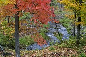 Images Dated 8th October 2007: Coles Creek lined with autumn maple trees near Houghton in the UP of Michigan