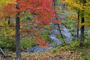 Coles Creek lined with autumn maple trees near Houghton in the UP of Michigan