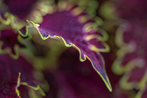 Strip Prints: Coleus plant closeup