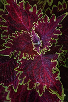 Strip Prints: Coleus plant closeup