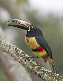 Images Dated 23rd February 2012: Collard aracari (Pteroglossus torquatus), Cayo district, Belize