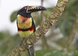 Toucan Prints: Collard aracari (Pteroglossus torquatus), Cayo district, Belize
