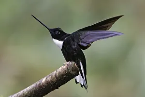 South America Prints: Collared Inca. Ecuador
