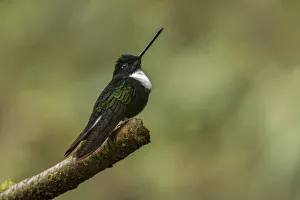 Collared Inca. Ecuador