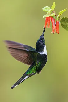 Hummingbird Prints: Collared Inca hummingbird foraging on the wing, mountain forest of Peru