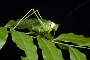 Biology Prints: Collared Katydid (Euceraia sp. ), Yasuni National Park, Amazon Rainforest, ECUADOR