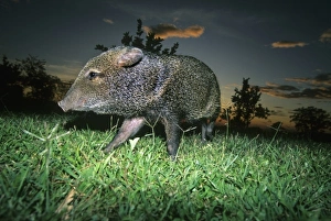 Santa Rosa Prints: Collared Peccary, (Dicotyles tajacu), portrait, Santa Rosa National Park, Costa Rica