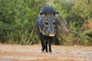 Mammalia Prints: Collared Peccary, Javelina (Tayassu tajacu), adult, South Texas, USA