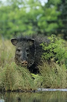 Tayassu Tajacu Prints: Collared Peccary, Javelina, Tayassu tajacu