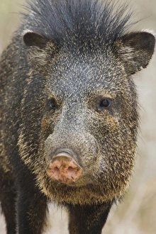 Collared Peccary (Pecari tajacu)