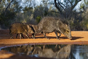 Thirst Prints: Collared Peccary (Pecari tajacu) family at pond