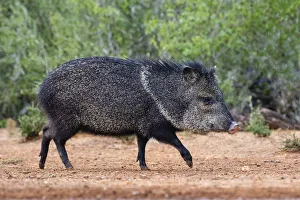 Collared peccary (Pecari tajacu) in habitat