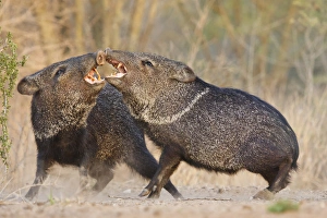 Teeth Prints: Collared Peccary (Pecari tajacu) or javelina fighting, Texas