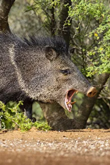 collared-peccary-pecari-tajacu