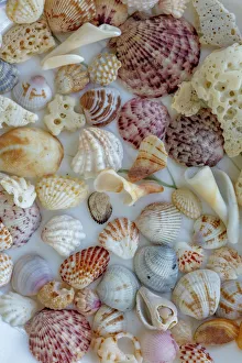Sanibel Island Prints: Collection of Seashells from Sanibel Island in Florida, USA