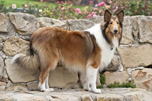 Collie standing on a sandstone bench and wall with roses in the background