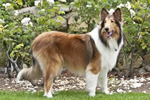 Collie standing in front of white roses