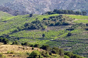 Collioure. Roussillon. France. Europe. Vineyard