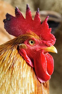 Majestic Prints: Colombia, Minca. Domestic rooster, closeup