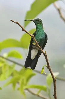 Images Dated 13th April 2012: Colombia, Minca. Hummingbird (white vented plumeteer)