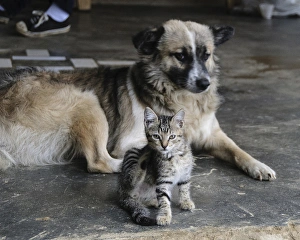 Couple Prints: Colombia, Minca. Kitten and dog