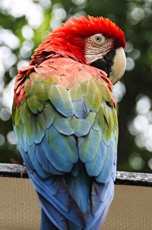 Macaw Prints: Colombia, Minca. Red and Green Macaw