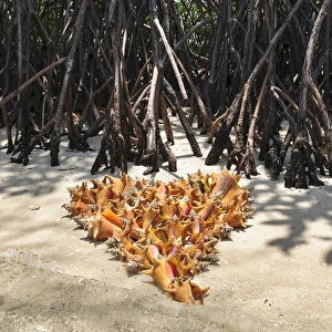 Images Dated 4th April 2012: Colombia, San Bernardo Islands. Conch shells arranged into heart