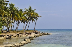 Images Dated 4th April 2012: Colombia, San Bernardo Islands. Palm trees at the ocean