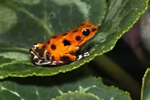 Images Dated 6th November 2010: Colon Isle Dart Frog, aka Strawberry Poison-Dart Frog, (Oophaga pumilio)