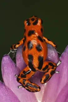 Images Dated 13th November 2010: Colon Isle Dart Frog, aka Strawberry Poison-Dart Frog, (Oophaga pumilio)