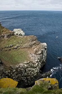 Colonies of Northern Gannets and Common Murres polulate a cliff in northeastern Iceland