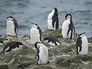 Colony Prints: Colony on Barrientos island. Chinstrap penguin. Antarctica, South Shetland Islands