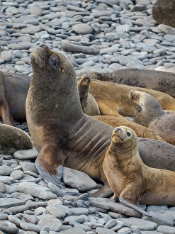 Malvinas Prints: Colony on Bleaker Island. South American Sea Lion. South America, Falkland Islands