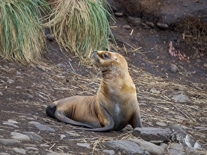 Malvinas Prints: Colony on Bleaker Island. South American Sea Lion. South America, Falkland Islands