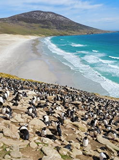 Subantarctic Prints: Colony of Rockhopper penguin during spring on Saunders Island, Falkland Islands