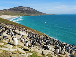 Subantarctic Prints: Colony of Rockhopper penguin during spring on Saunders Island, Falkland Islands
